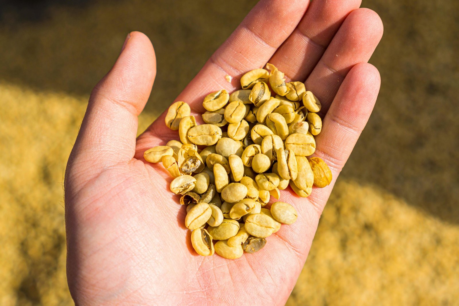 Close-up of green coffee beans in a hand, basking in sunlight.